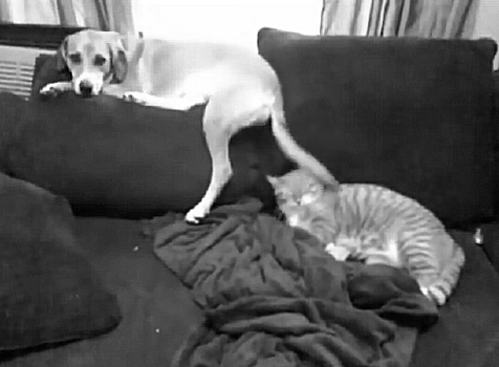 Dog Hits Cat With Tail