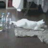 Cat Scares Itself and Moves Out