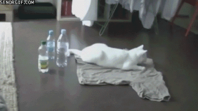 Cat Scares Itself and Moves Out