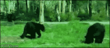 Awesome bear fight