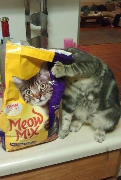 Meow Mix Cat