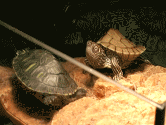 Shocked Turtle