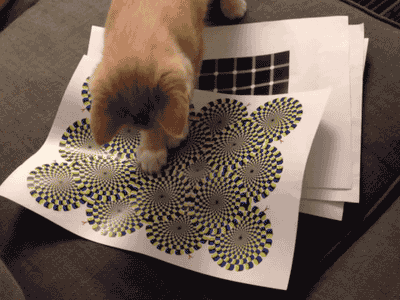 TIL Optical Illusions Work on Cats Too