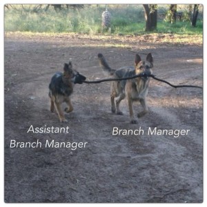 Assistant TO the branch manager
