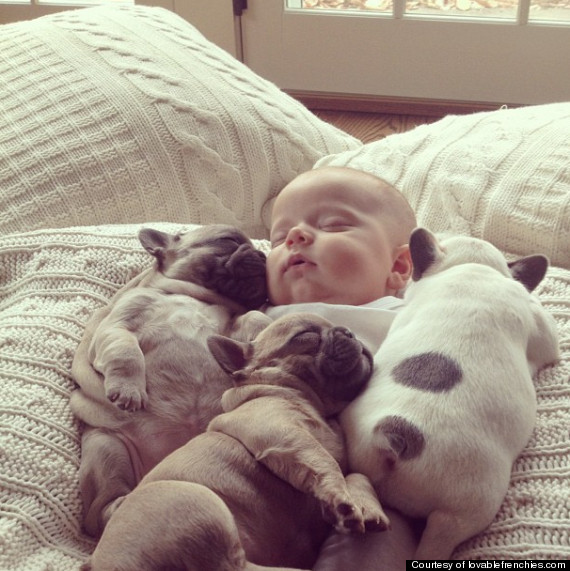 Baby Snuggles with Puppies